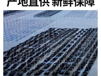 紫菜批发特级干货无沙免洗独立包装20g霞浦紫菜特产家商两用批发图5