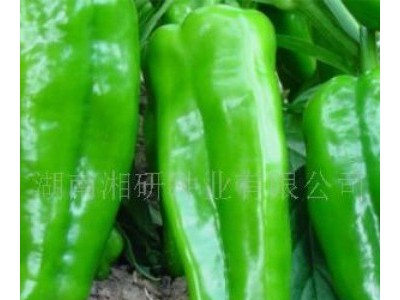 大果99-湘研老品种早熟、薄皮灯笼椒菜椒辣椒种子图2