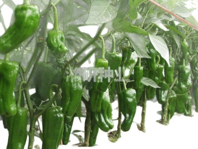 大果99-湘研老品种早熟、薄皮灯笼椒菜椒辣椒种子图5