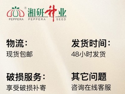 大果99-湘研老品种早熟、薄皮灯笼椒菜椒辣椒种子图3