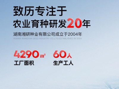 湘研十五号辣椒种子 中熟牛角椒 抗病 青椒微辣软皮土辣椒种子图2