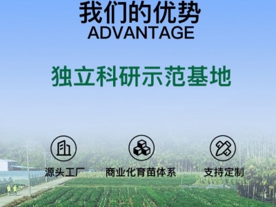 湘研十五号辣椒种子 中熟牛角椒 抗病 青椒微辣软皮土辣椒种子图4