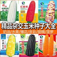 甜糯高产玉米种子批发水果玉米种子厂家直销白糯彩爆花黑红玉米种