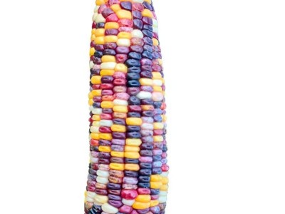 甜糯高产玉米种子批发水果玉米种子厂家直销白糯彩爆花黑红玉米种图5