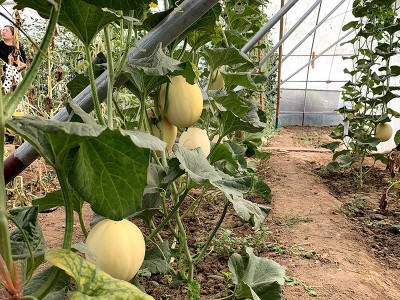 中科茂华瓜果种子蜜八号厚皮甜瓜种子果肉橘色超甜蜜八号-200粒图4