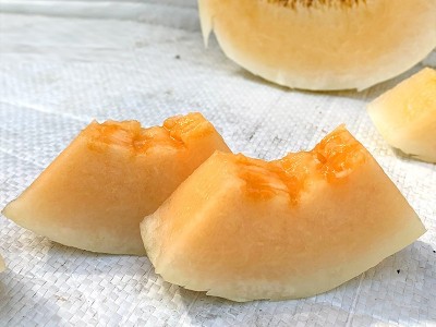 中科茂华瓜果种子蜜八号厚皮甜瓜种子果肉橘色超甜蜜八号-200粒图2