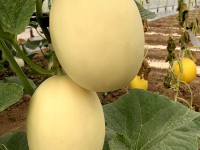 中科茂华瓜果种子蜜八号厚皮甜瓜种子果肉橘色超甜蜜八号-200粒图3