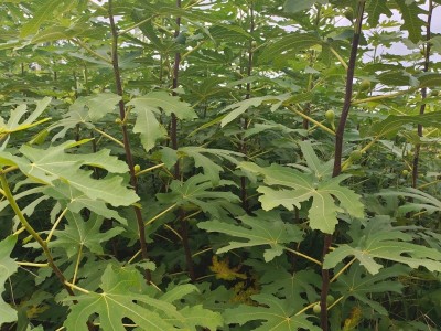 无花果树苗1米以上波姬红格莱斯无花果苗当年结果无花果盆栽图2