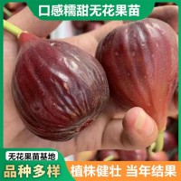 无花果树苗1米以上波姬红格莱斯无花果苗当年结果无花果盆栽