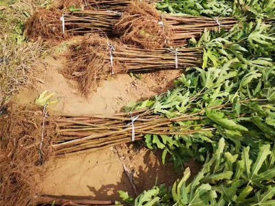 无花果树苗1米以上波姬红格莱斯无花果苗当年结果无花果盆栽图4