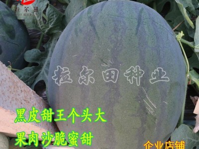 黑皮甜王西瓜种子 个大果肉沙脆蜜甜 粒尔田墨麒麟种籽 基地用种图3