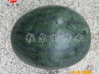 黑皮甜王西瓜种子 个大果肉沙脆蜜甜 粒尔田墨麒麟种籽 基地用种图5