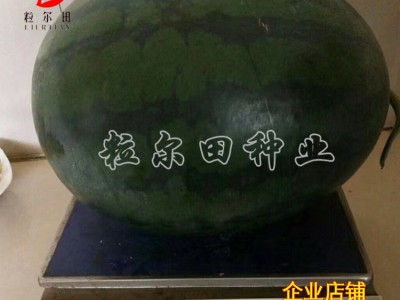 黑皮甜王西瓜种子 个大果肉沙脆蜜甜 粒尔田墨麒麟种籽 基地用种图2