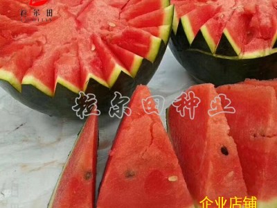 黑皮甜王西瓜种子 个大果肉沙脆蜜甜 粒尔田墨麒麟种籽 基地用种图4