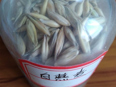 批发燕麦草种子白燕麦牧草种子饲用养殖牧草籽耐寒灰牧草燕麦种子图2