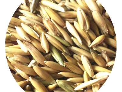 批发燕麦草种子白燕麦牧草种子饲用养殖牧草籽耐寒灰牧草燕麦种子图5