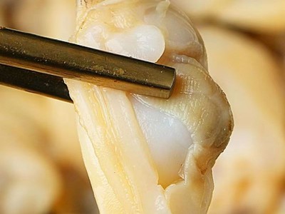 蛤蜊肉鲜活冷冻小花甲肉花蛤去沙黄蚬子肉新鲜活剥海鲜冻货500g图4