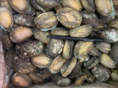 成都活冻鲍鱼批发20斤件 单冻散装鲍鱼中餐酒店 佛跳墙带壳鲍鱼图2