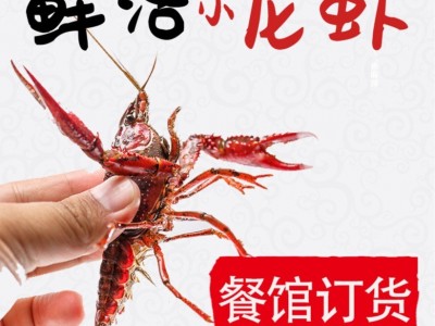 鲜活小龙虾湖北现货小青中青大青活虾清水小龙虾水产品餐馆商用图3