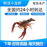 鲜活小龙虾湖北现货小青中青大青活虾清水小龙虾水产品餐馆商用