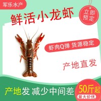 鲜活小龙虾批发50斤 餐馆餐饮批发水产市场活体小龙虾新鲜大龙虾