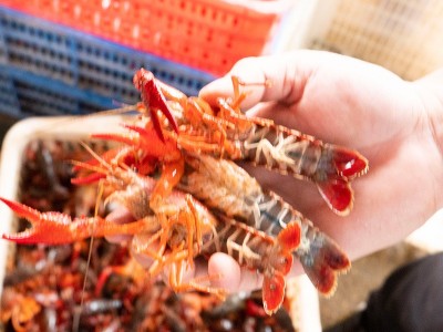 鲜活小龙虾批发50斤 餐馆餐饮批发水产市场活体小龙虾新鲜大龙虾图3