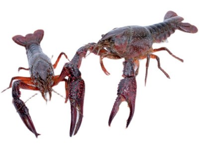 鲜活小龙虾批发50斤 餐馆餐饮批发水产市场活体小龙虾新鲜大龙虾图5