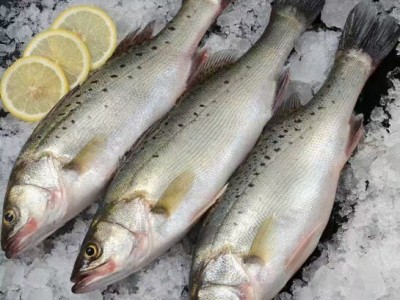 深海鲈鱼海鲈鱼批发新鲜开背鲈鱼冷冻鲜活七星鲈鱼海鲈鱼商用批发图2