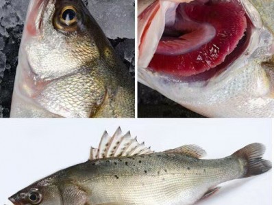 深海鲈鱼海鲈鱼批发新鲜开背鲈鱼冷冻鲜活七星鲈鱼海鲈鱼商用批发图3