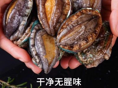 鲍鱼鲜活冷冻特大鲍鱼肉小鲍鱼商用新海鲜水产捞汁饭批发火锅食材图4