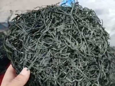 海带丝干货烘干海带丝海带圈圈跑江湖地摊展销餐饮海带丝批发货源图3