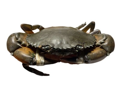 C缅甸雄蟹空运 孟加拉青蟹鲜活 公螃蟹野生1只130g左右香辣蟹图5