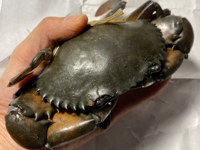 C缅甸雄蟹空运 孟加拉青蟹鲜活 公螃蟹野生1只130g左右香辣蟹图2