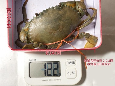 B膏蟹缅甸母蟹空运 孟加拉青膏蟹鲜活 螃蟹野生1只110g左右香辣蟹图2