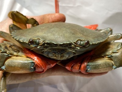 B膏蟹缅甸母蟹空运 孟加拉青膏蟹鲜活 螃蟹野生1只110g左右香辣蟹图3