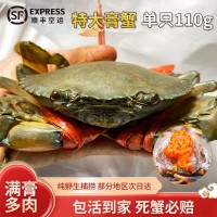 B膏蟹缅甸母蟹空运 孟加拉青膏蟹鲜活 螃蟹野生1只110g左右香辣蟹