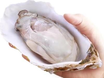 半壳生蚝特大原浆牡蛎鲜活冷冻新鲜带壳生蚝烧烤商用批发图5