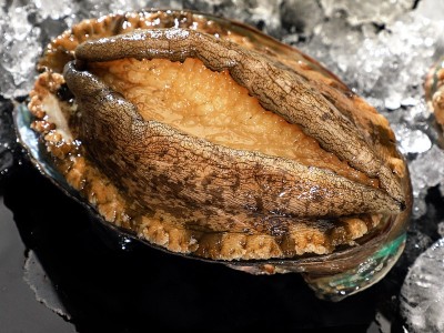 捞汁鲍鱼鲜冻鲍鱼批发鲍鱼商用鲍鱼肉商用带壳活冻鲍鱼批发捞汁图2