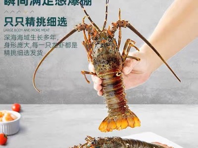 厂家直供小青龙虾鲜活速冻大龙虾大青龙花龙东山岛大海虾厂家直供图4