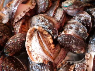 厂家直供3_12 鲍鱼批发 福建东山带壳活冻大鲍鱼餐饮酒店食材供应图2