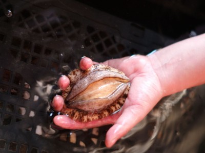 厂家直供3_12 鲍鱼批发 福建东山带壳活冻大鲍鱼餐饮酒店食材供应图4