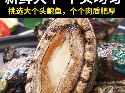 鲍鱼新鲜冷冻新鲜海鲜带壳加热即食鲍鱼捞饭汁饭火锅食材商用批发图3