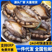 鲍鱼新鲜冷冻新鲜海鲜带壳加热即食鲍鱼捞饭汁饭火锅食材商用批发