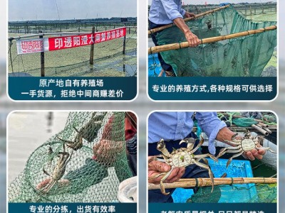 【活蟹现货】苏州精品批发团购大闸蟹鲜活螃蟹礼盒中秋礼专享优惠图2