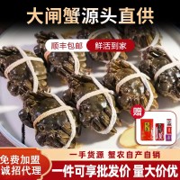 【活蟹现货】苏州精品批发团购大闸蟹鲜活螃蟹礼盒中秋礼专享优惠