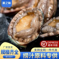 新鲜鲜活鲍鱼海鲜特大鲍鱼批发佛跳墙材料非鲍鱼干冷冻批发鲍鱼