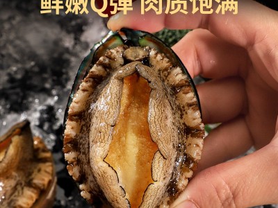 新鲜鲜活鲍鱼海鲜特大鲍鱼批发佛跳墙材料非鲍鱼干冷冻批发鲍鱼图2