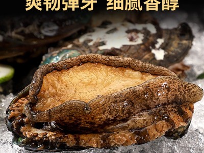 新鲜鲜活鲍鱼海鲜特大鲍鱼批发佛跳墙材料非鲍鱼干冷冻批发鲍鱼图4
