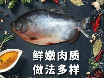 红鲳鱼 整条红鲳鱼 鲜味十足 新鲜 无冰衣 冰鲜冷冻鲳鱼新鲜大号图3