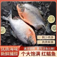 红鲳鱼 整条红鲳鱼 鲜味十足 新鲜 无冰衣 冰鲜冷冻鲳鱼新鲜大号